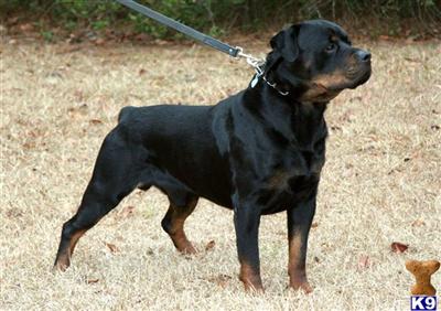 AM INT BIS ABRAXUS AGONY VON JAM ROC CGC RTD